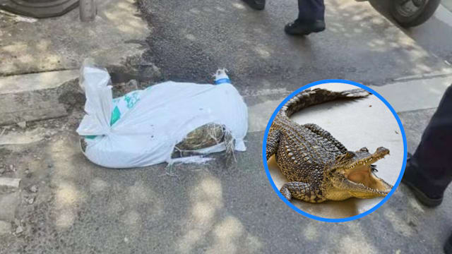 “死鳄鱼”运送途中动起来 送货小哥吓得立刻报警
