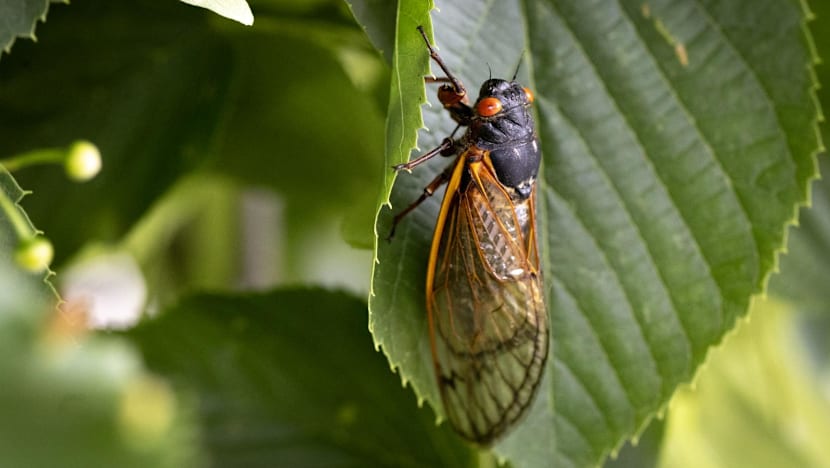 Tampines Changkat pilot to tackle cicada emergence reduces noise, disturbances for residents