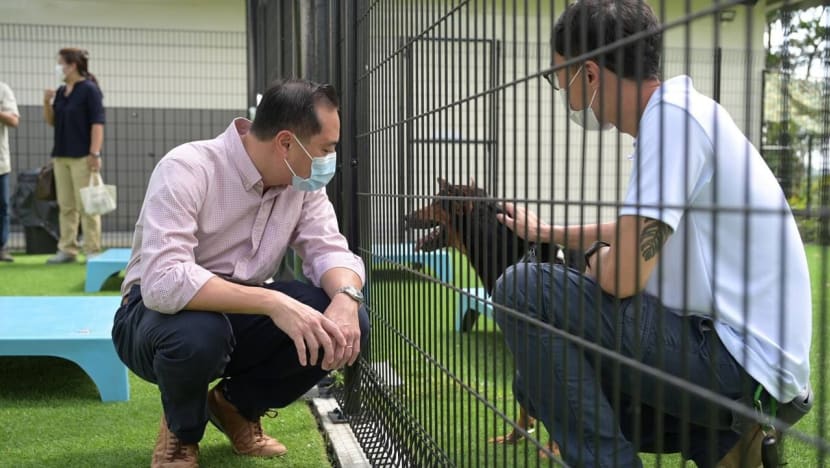 Singapore opens first animal rehabilitation centre to help strays adapt to domestic living, find adopters
