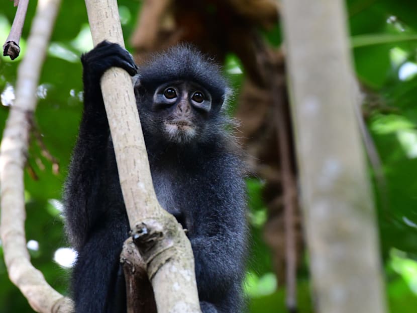Upper Thomson forest patch home to various critically endangered wildlife and is worth conserving