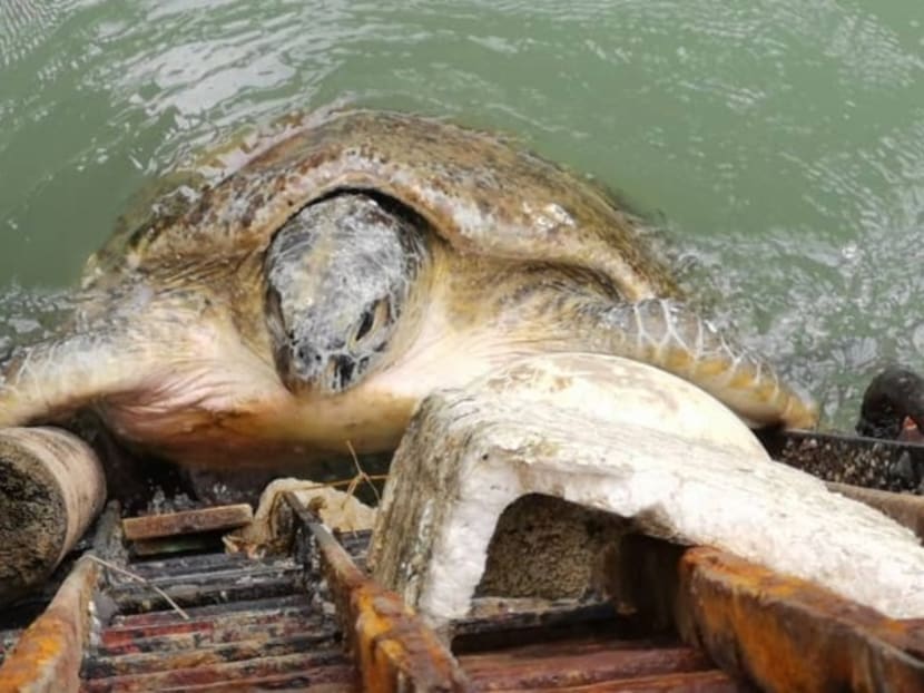 The turtle, believed to be a hawksbill (Eretmochelys imbricata), was found by staff at the station in its drainage. The turtle, believed to be a hawksbill (Eretmochelys imbricata), was found by staff at the station in its drainage.