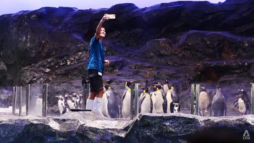 Penguins complete move to Bird Paradise; new habitat features southern lights, deeper tanks Penguins complete move to Bird Paradise; new habitat features southern lights, deeper tanks