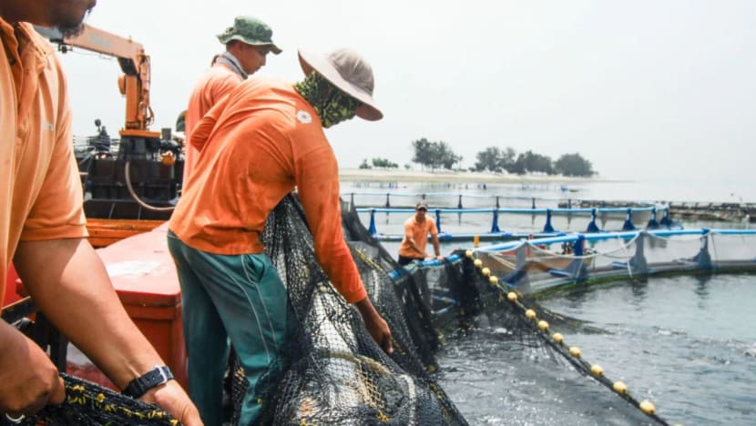 SFA awards S$23 million in funding for R&D in sustainable urban food production