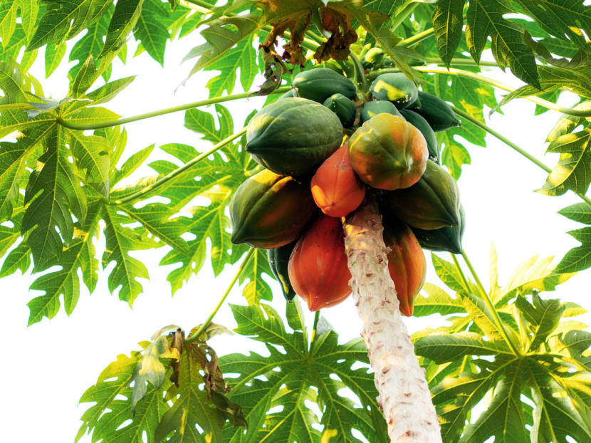 Ang Say Chee took a chopper from his home and went to an area near his block where he chopped off the upper half of a papaya tree.