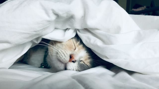 关于睡眠品质这一件事