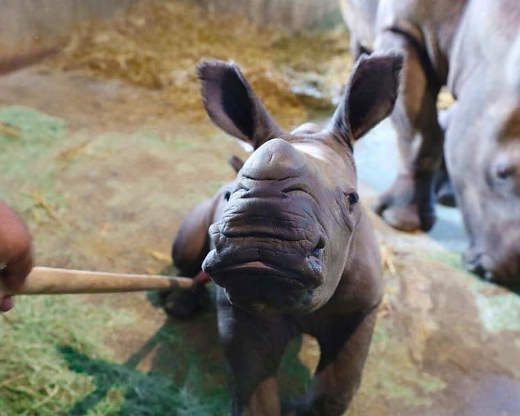 Singapore Zoo welcomes baby white rhino