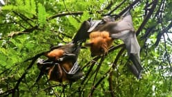 Related article image