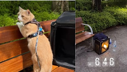 Missing Cat At Gardens By The Bay: Over 400 In Telegram Group, Park Rangers & Staff Step In To Help Pet Owner In Her Search