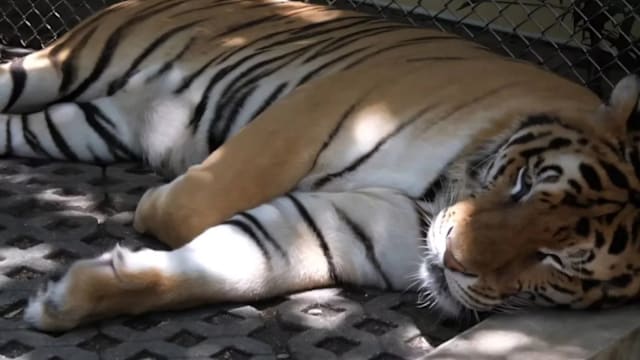 病毒肆虐 清迈旅游景点72虎集体死亡