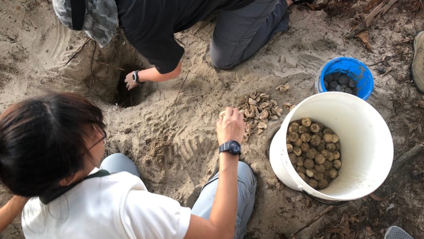 Moving turtle eggs a labour of love as hundreds of volunteers help find nests in Singapore
