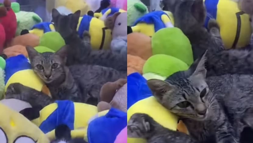 Gambar Pilihan Hari Ini