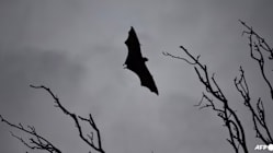 Related article image