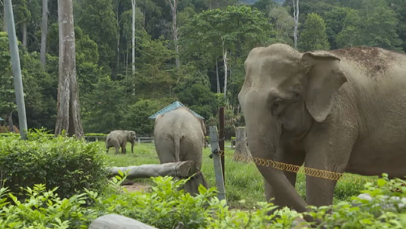 Jumlah gajah di M'sia makin kurang dek hilang tempat tinggal akibat pertanian, pembangunan Jumlah gajah di M'sia makin kurang dek hilang tempat tinggal akibat pertanian, pembangunan