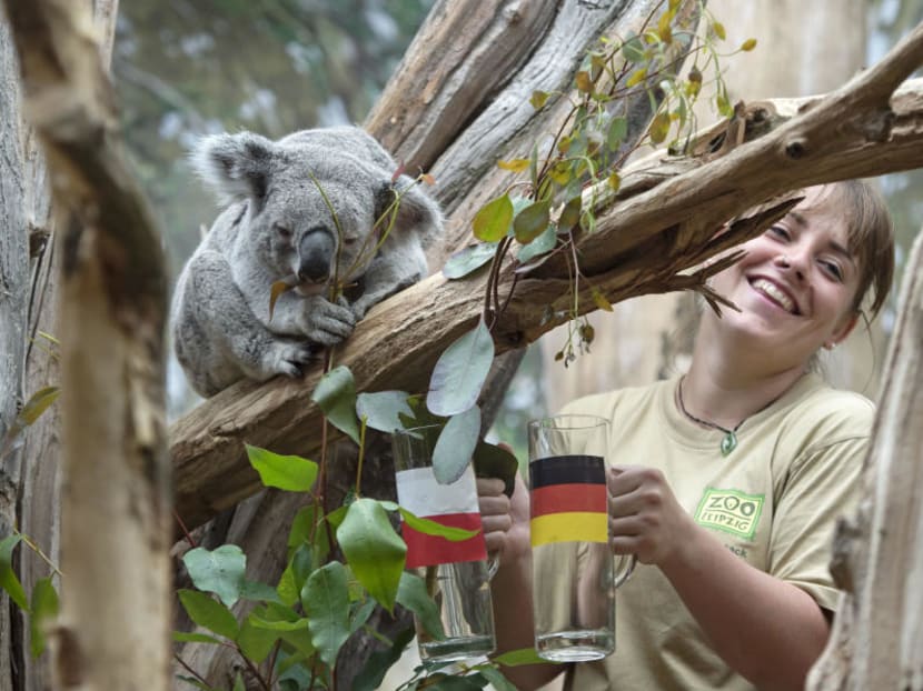 Koala Oobi-Ooobi's mode of predicting results is to choose a eucalyptus branch from one of two glasses. One glass is marked with the German flag and the other with the flag of its opponent. Photo: AP Koala Oobi-Ooobi's mode of predicting results is to choose a eucalyptus branch from one of two glasses. One glass is marked with the German flag and the other with the flag of its opponent. Photo: AP