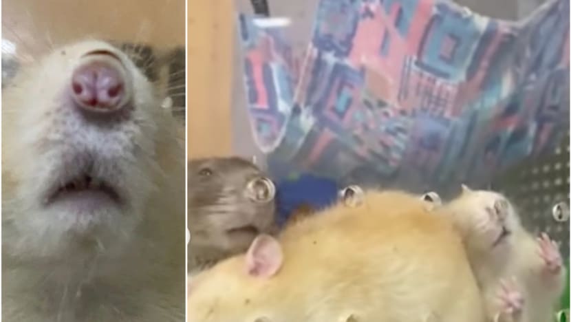 Rats at Singapore Zoo deprived of air? Vet says rodents in good health, are ‘exploring new scents’