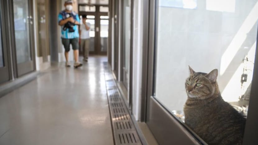 Pusat kuarantin haiwan serba baru dibangunkan di Chua Chu Kang Pusat kuarantin haiwan serba baru dibangunkan di Chua Chu Kang