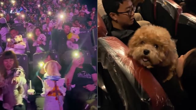 带宠物进戏院看“Zootopia 2”！