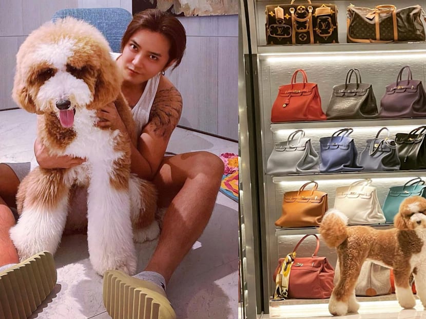 Show Luo Posts Photo Of His Dog In Walk-In Closet Full Of Designer Bags; Netizens Wonder If The Closet Actually Belongs To A Woman