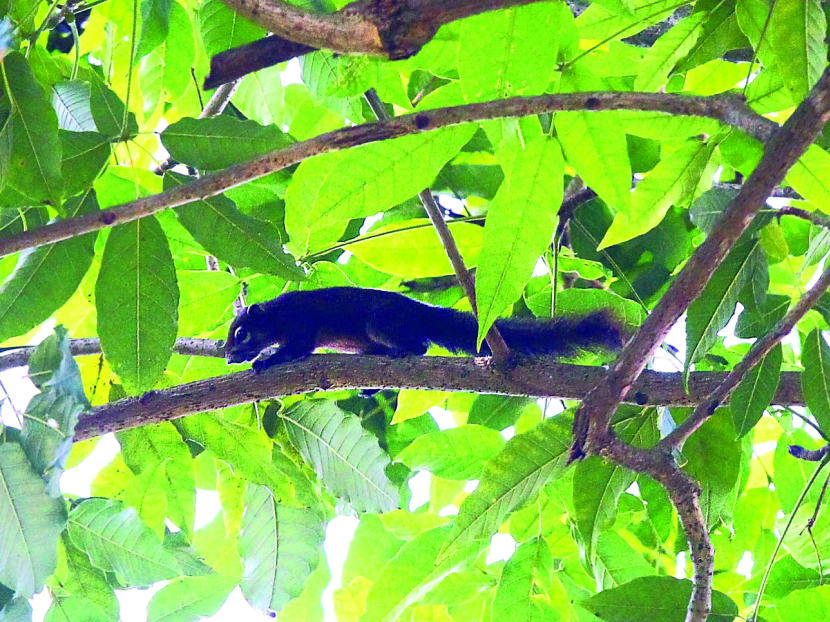 Bidadari development could force squirrels out, threaten native species