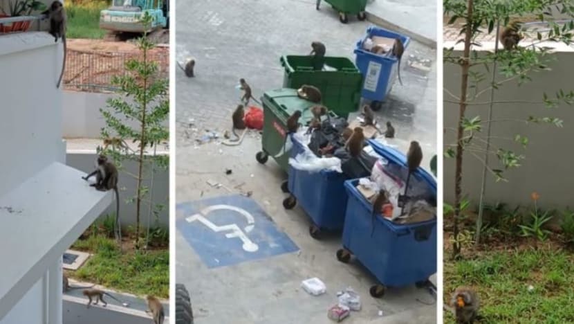 BERITA+: Monyet liar tak 'makan saman' ganggu penduduk, peniaga di Punggol East BERITA+: Monyet liar tak 'makan saman' ganggu penduduk, peniaga di Punggol East