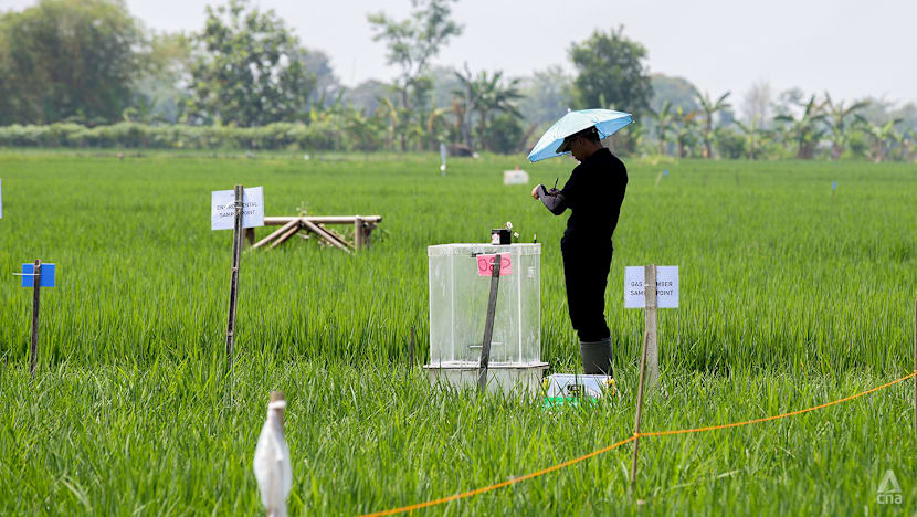 Panen lebih banyak, emisi lebih sedikit? Lab Singapura uji cara baru tanam beras di Indonesia