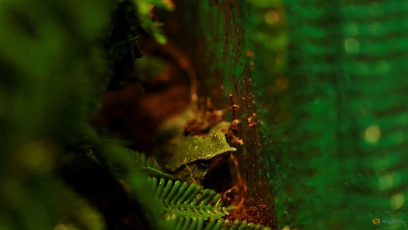 Chile takes new steps to save endangered Darwin's frog