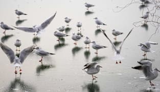 Noisy humans harm birds and affect breeding success: Study