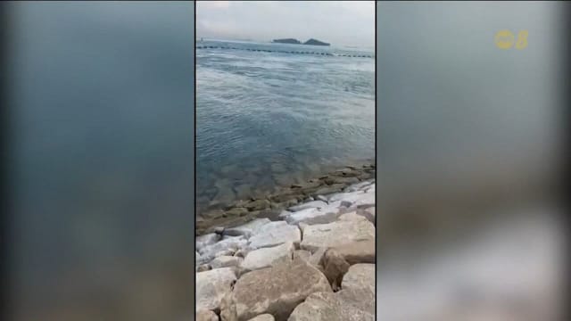 圣淘沙升涛湾附近水域疑有鳄鱼出没 有关当局已启动联合搜捕行动