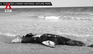 Environmental impact of Russia-Ukraine war on wildlife in the Black Sea