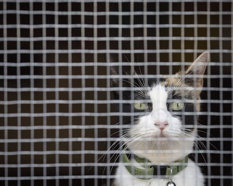 Taxi driver among ‘cat heroes’ honoured for saving animals