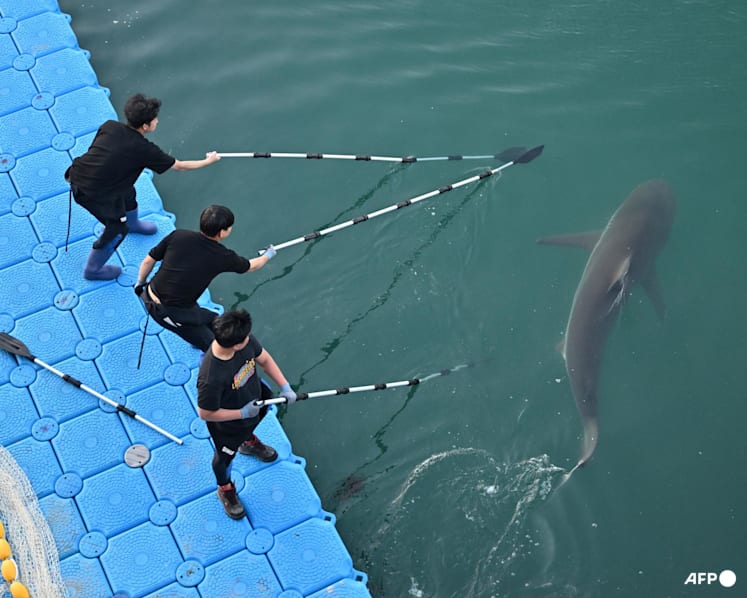 South Korea's celebrity shark back in canal, prompting new rescue bid