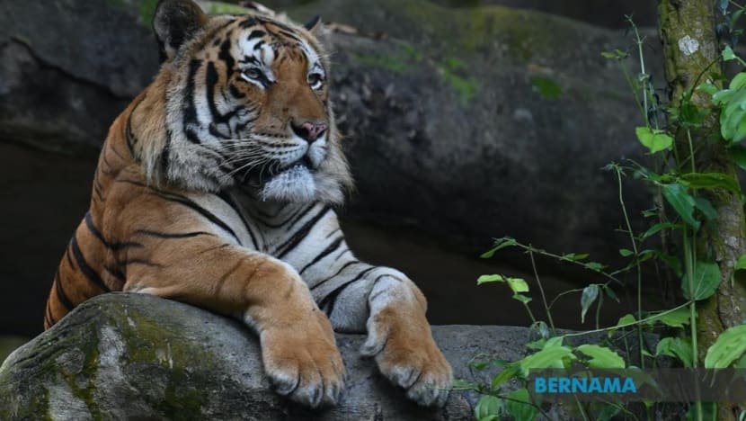 Harimau mengganas disebabkan musim mengawan, ajar anak memburu