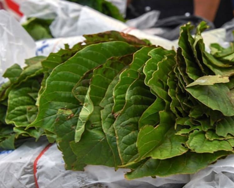 Amend the laws before allowing hemp, ketum cultivation in Malaysia: Anti-narcotics chief  