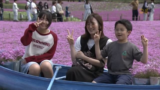 富士山芝樱盛放 粉色花海吸引游客赏春