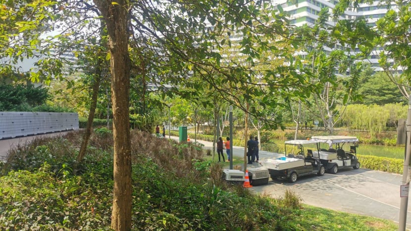 Wild boar caught after attacking Punggol resident, NParks officer