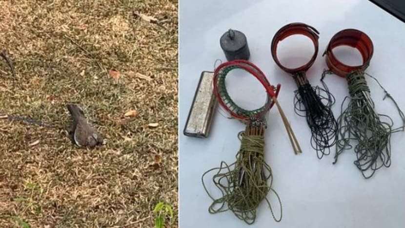 2 lelaki didenda perangkap burung di tempat awam