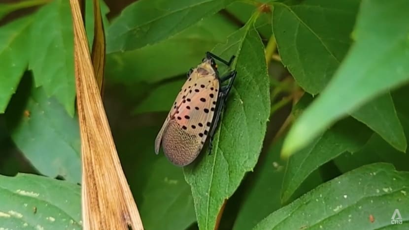 US scientists sound alarm over invasive lanternflies threatening crops, swarming urban spaces US scientists sound alarm over invasive lanternflies threatening crops, swarming urban spaces
