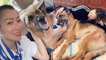 Sammi Cheng’s Emotional IG Post As She Prepares For Her Dog’s Death Will Bring Tears To Your Eyes