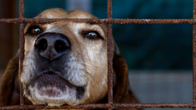 Commentary: What should you do if you suspect your neighbour is neglecting their pet? Commentary: What should you do if you suspect your neighbour is neglecting their pet?