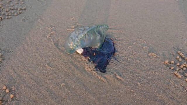 普吉大皇帝岛发现剧毒水母  泰海洋厅提醒游客小心