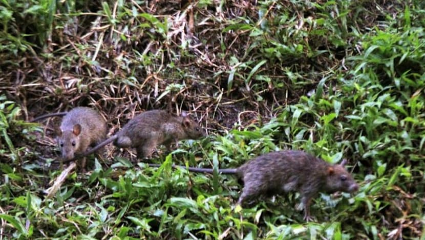 Better housekeeping needed to stamp out rodents: Grace Fu