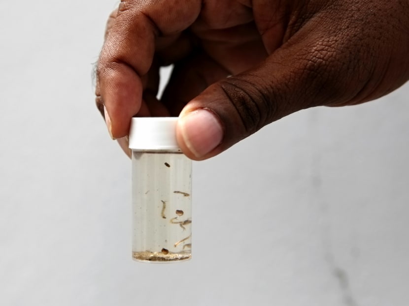 Three cases of locally transmitted Zika infection have been confirmed, said the National Environment Agency (NEA) on Friday (Sept 13), Three cases of locally transmitted Zika infection have been confirmed, said the National Environment Agency (NEA) on Friday (Sept 13),