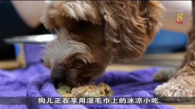 英国热浪席卷 收容所猫狗也受影响