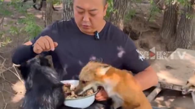 十年前救了一只狐狸  中国男子收获一群“狐保镖”帮看守田地