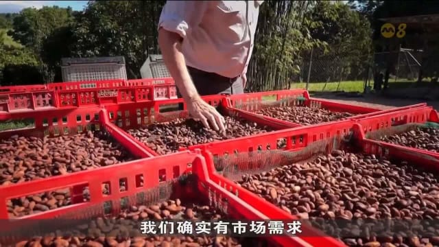全球可可短缺推高巧克力价 澳洲业者扩大种植抢商机