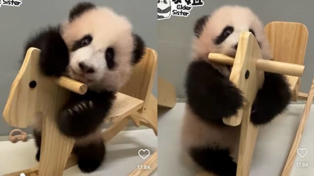 香港大熊猫龙凤胎姐姐挑战“骑木马” 网民：好可爱！