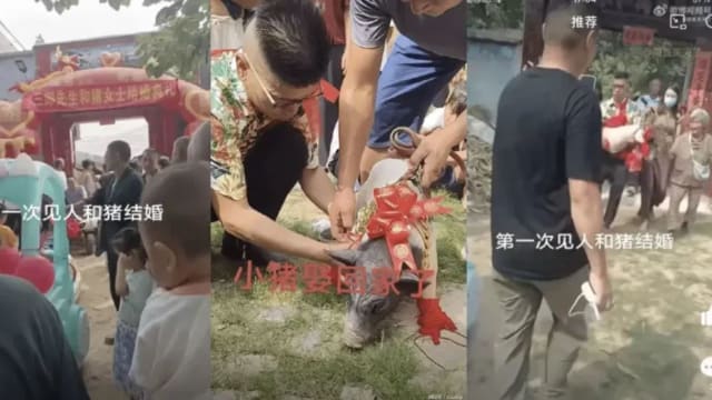 河南男子与猪结婚 被指博流量而面对惩治