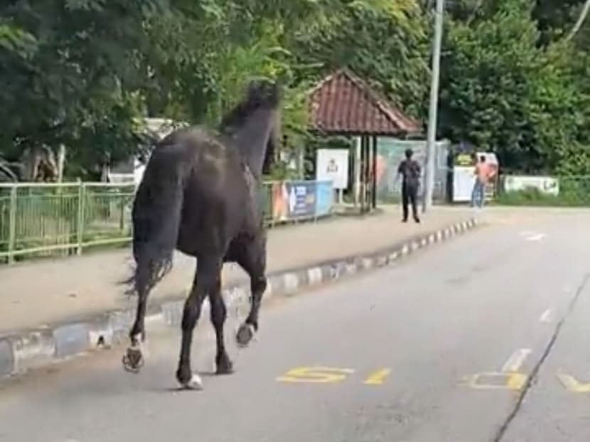 A black steed named Minahcurrent had escaped from Gallop Stable on March 22, 2022.