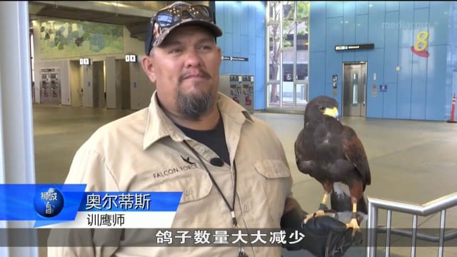美国旧金山湾区地铁站出现栗翅鹰 专门负责赶鸽子