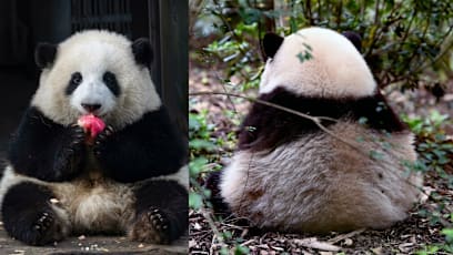 This Onigiri-Shaped Panda Is So Popular, People Queue 3 Hours Just To See Her For 3 Minutes